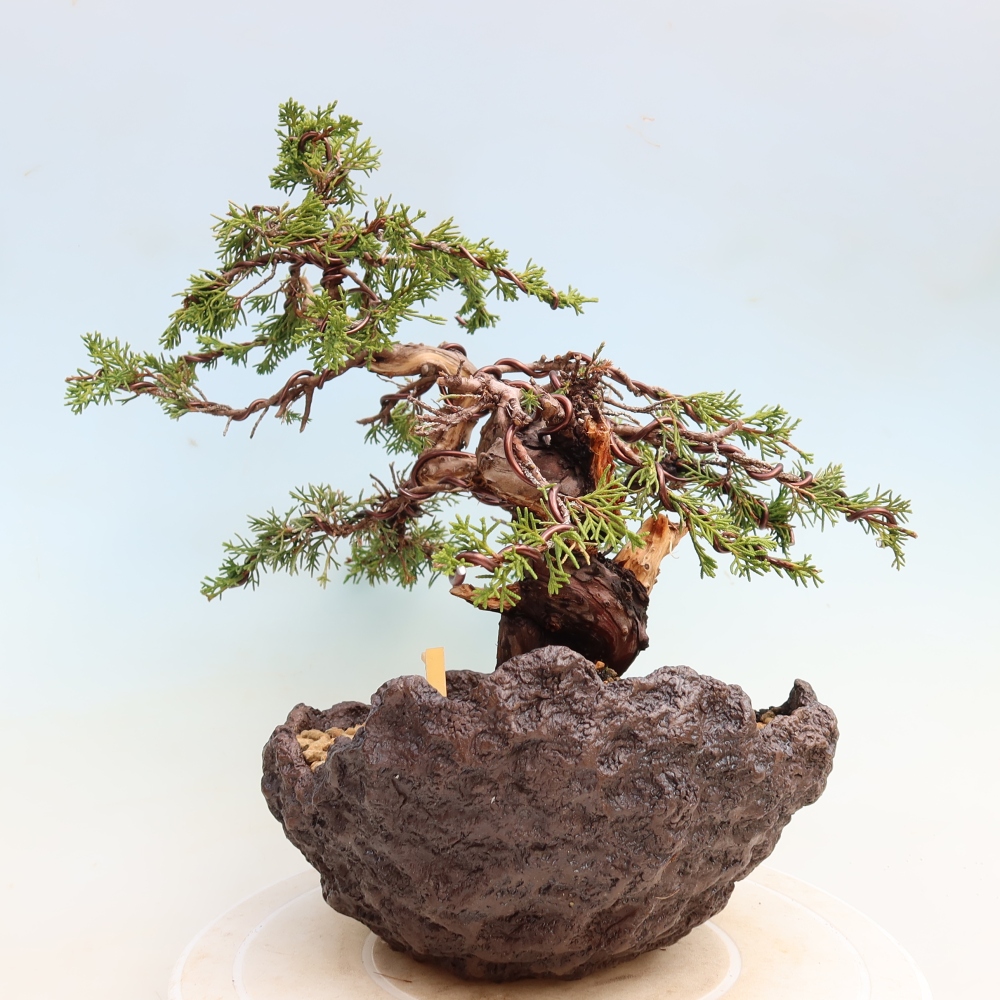 Bonsai für draußen - Juniperus chinensis Itoigawa-Juniperus chinensis