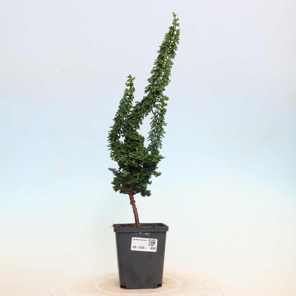 Bonsai für draußen - Cham. obtusa SEKKA HINOKI - Zypresse