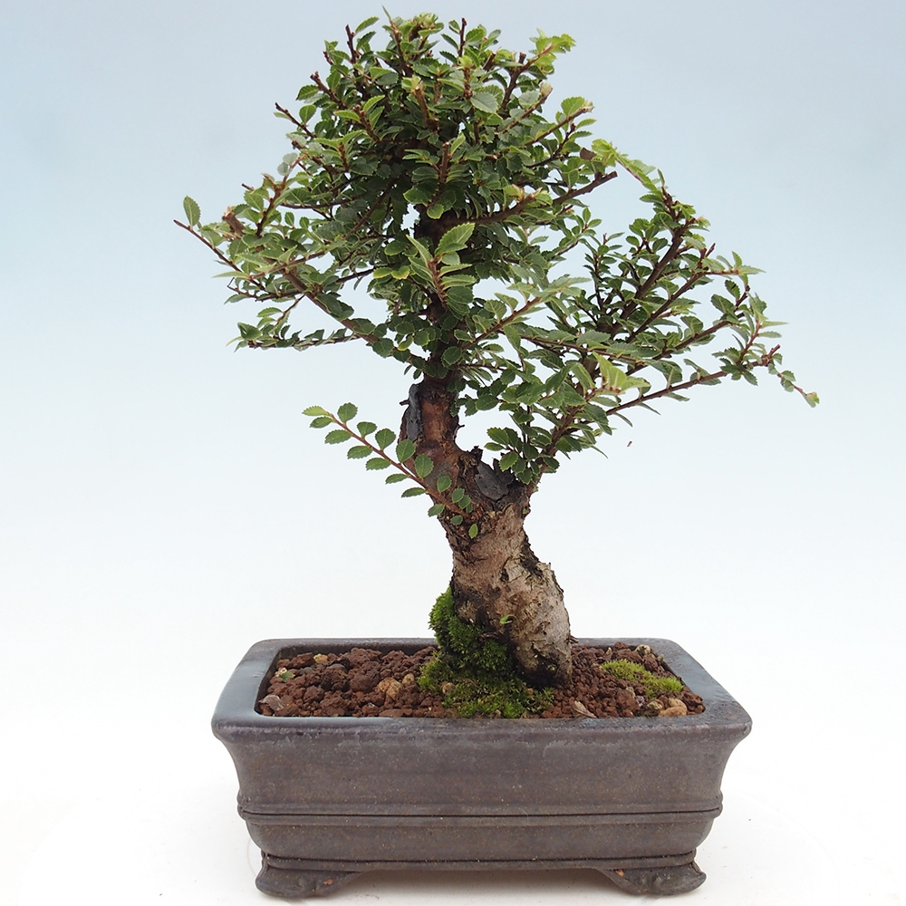 Bonsai für draußen - Ulmus parvifolia Hokkaido - Chinesische Ulme