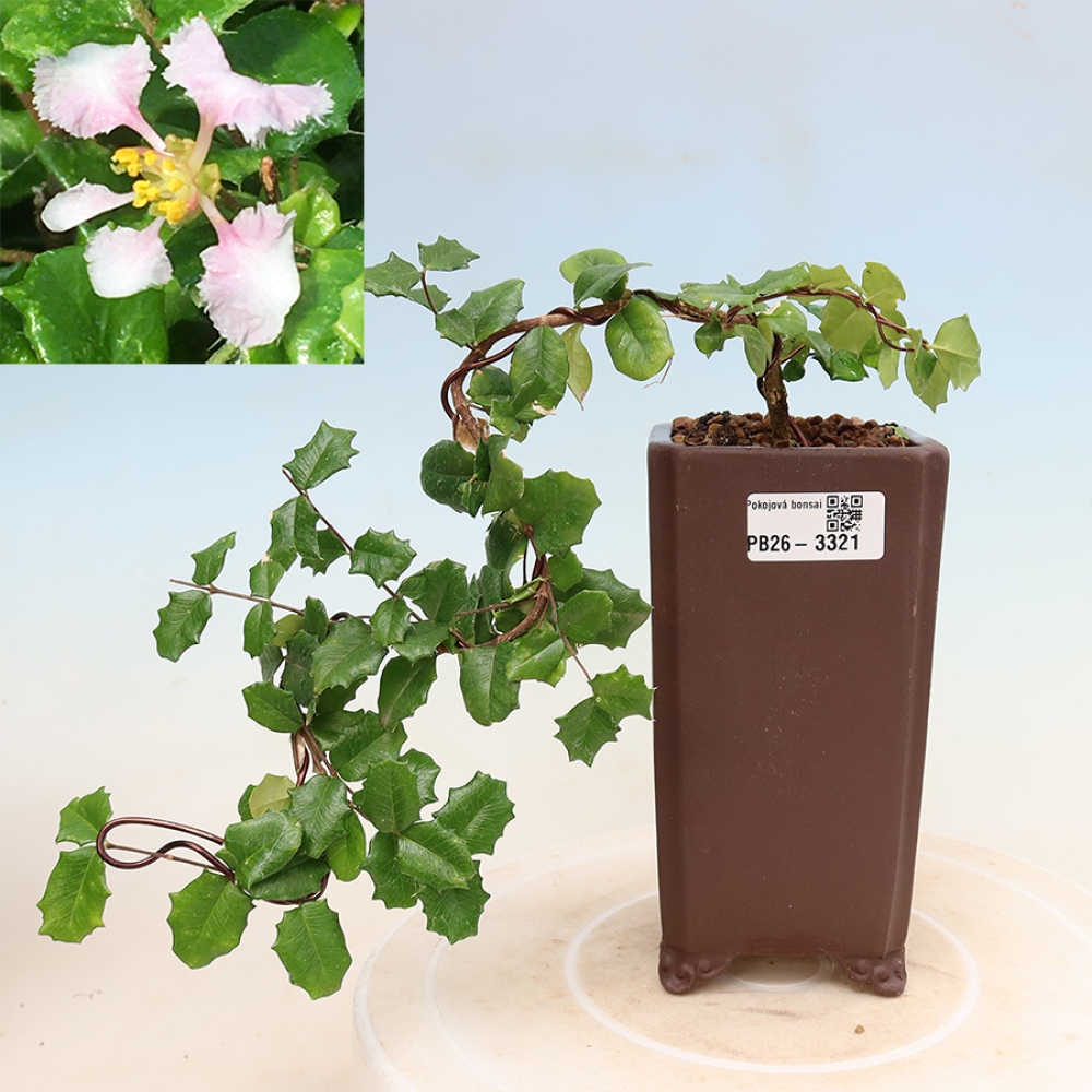 Zimmerbonsai – Barbados-Kirsche (Malpighia coccigera)