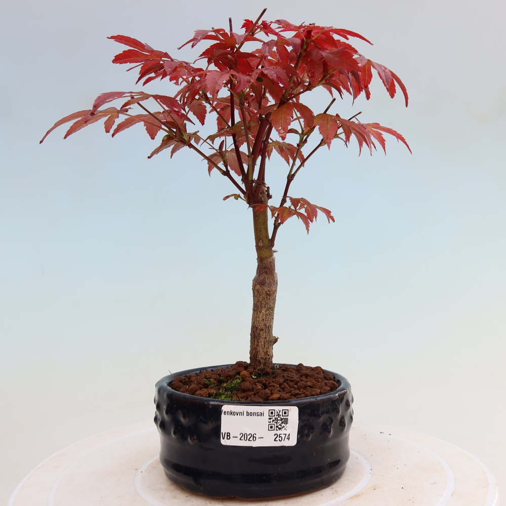 Bonsai für draußen - Acer-Palme. Atropurpureum-Javor palmate