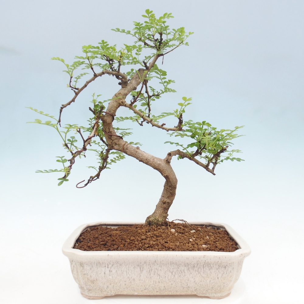 Zimmer Bonsai - Zantoxylum piperitum - Pfefferbaum