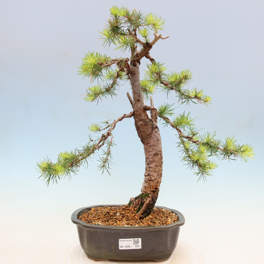 Bonsai für draußen -Larix decidua - Lärche