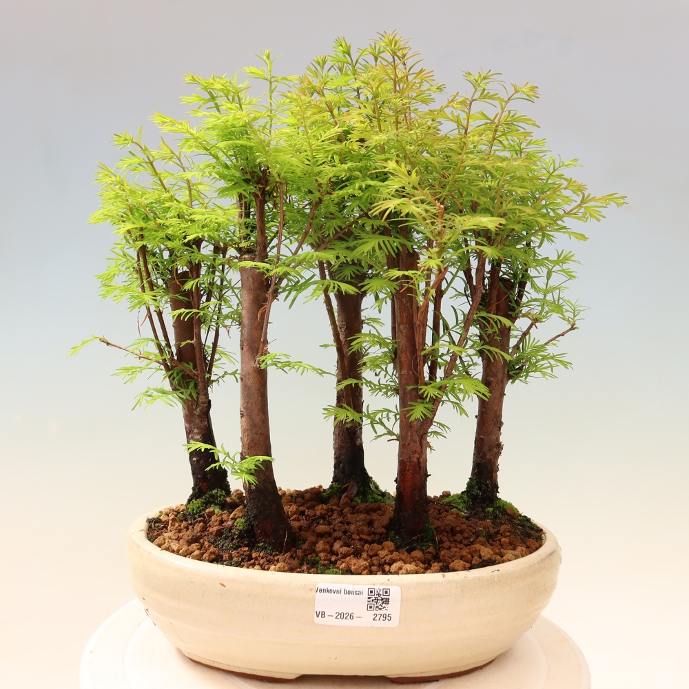Bonsai für den Außenbereich – Metasequoia glyptostroboides – Chinesische Metasequoia – Wäldchen