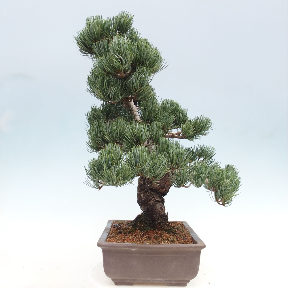 Bonsai für draußen - Pinus parviflora - Pinus parviflora
