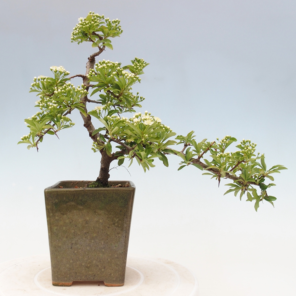Freiland-Bonsai-Pyracantha Teton -Hlox