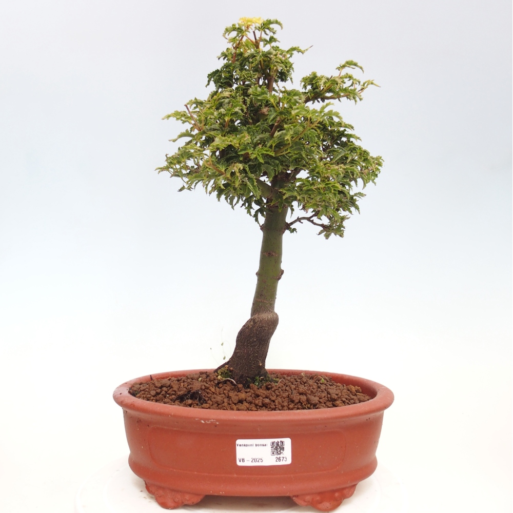 Bonsai für draußen -Javor-Palme Acer palmatum Shishigashira