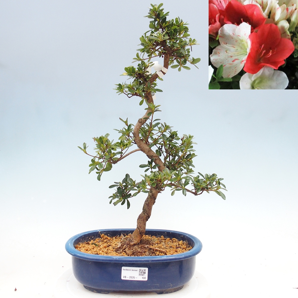 Bonsai für draußen - Japanische Azalee - Azalee Asahi-no-izumi