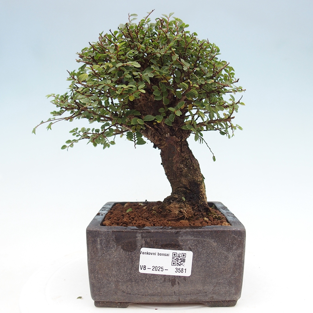 Bonsai für draußen - Ulmus parvifolia Hokkaido - Chinesische Ulme