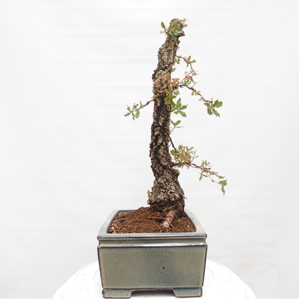 Yamadori - Quercus Ilex - Eichenstechpalme