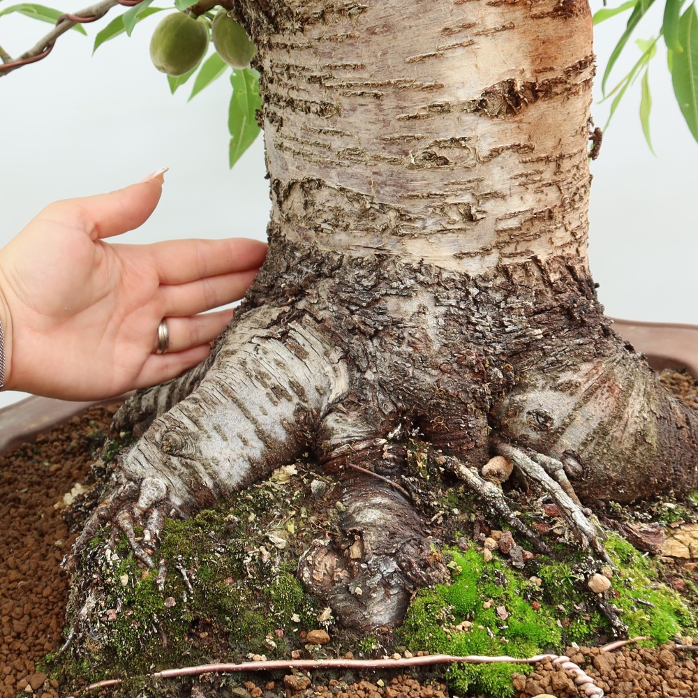 Bonsai im Freien – Prunus dulcis – Gewöhnlicher Mandelbaum