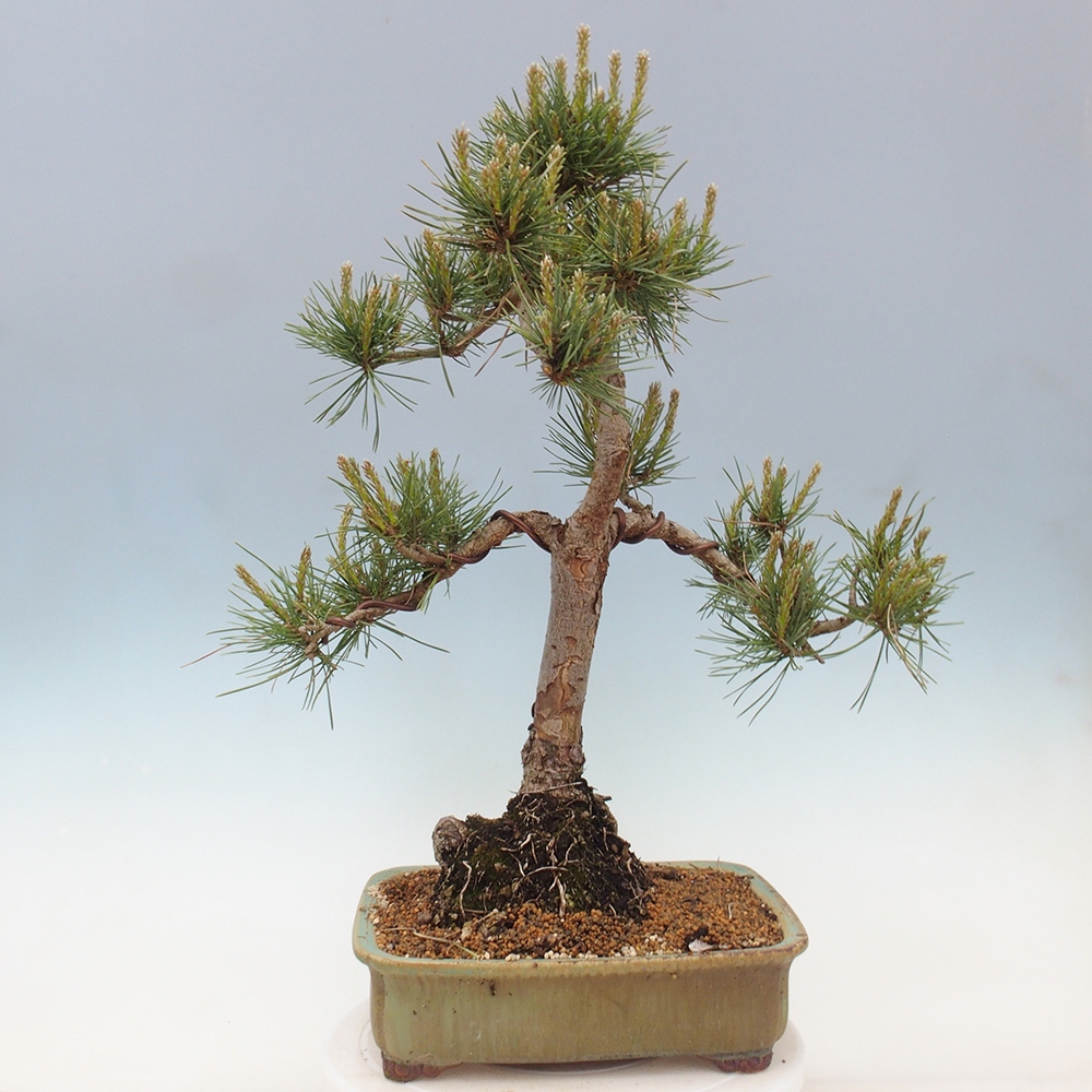 Bonsai für draußen - Pinus Sylvestris Watererri - Waldkiefer