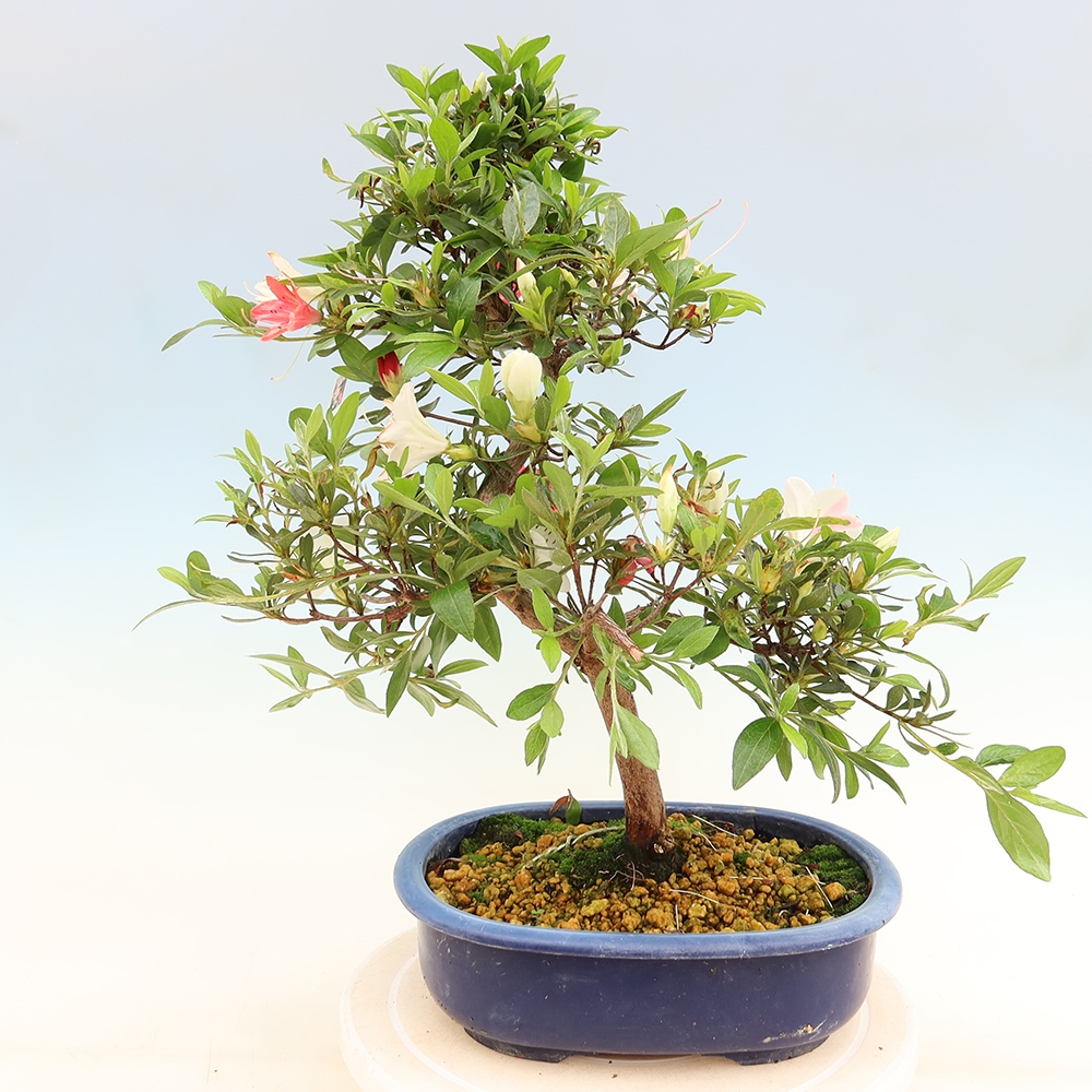 Bonsai für draußen - Japanische Azalee - Azalee Senhime
