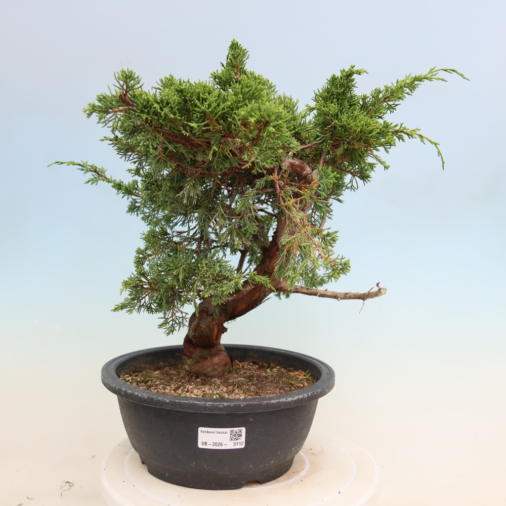 Bonsai für draußen - Juniperus chinensis Itoigawa-Juniperus chinensis