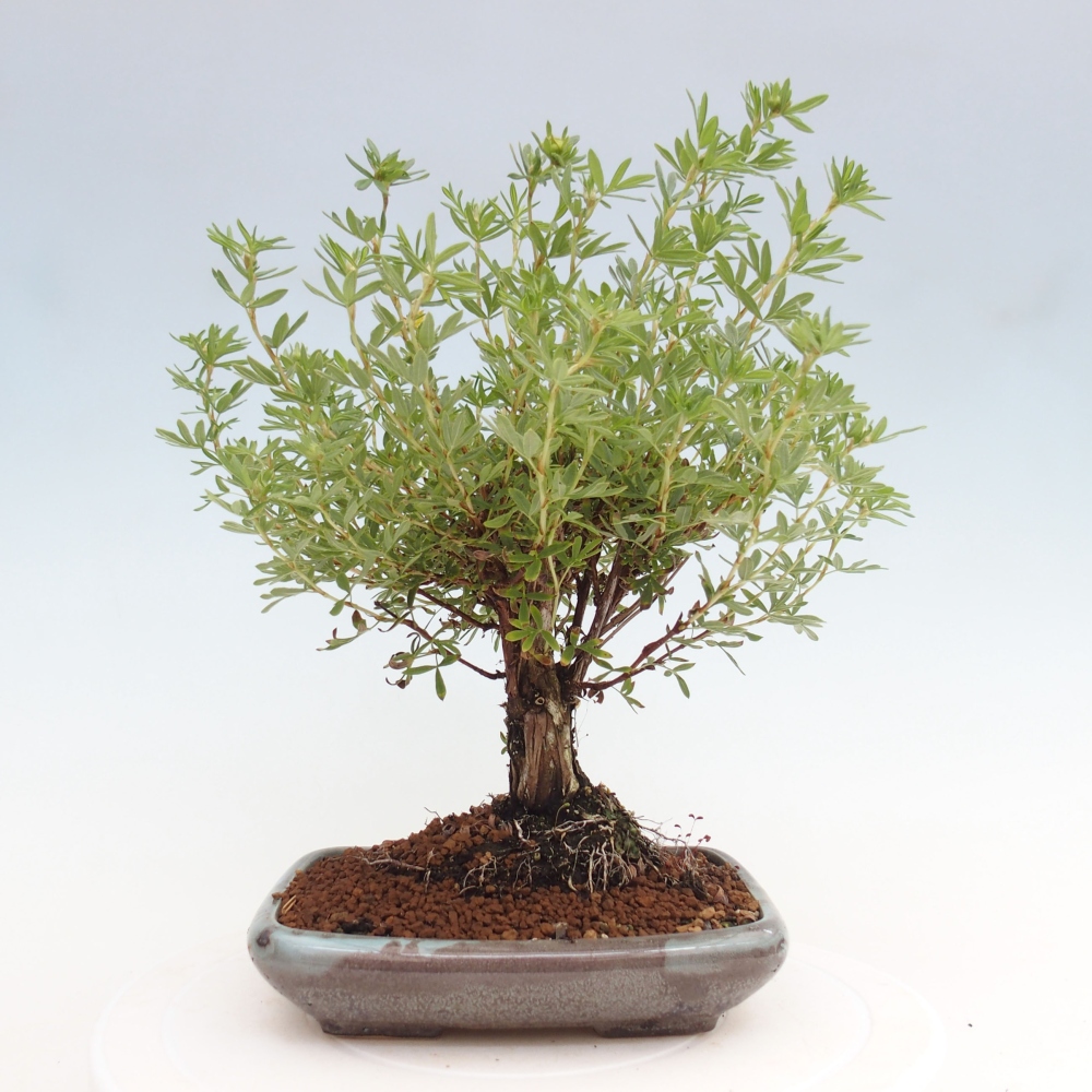 Bonsai für draußen - Potentila fruticosa gelber Vogel