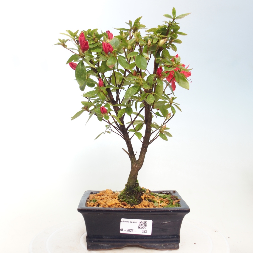 Bonsai für draußen - Japanische Azalee - Azalea sp.