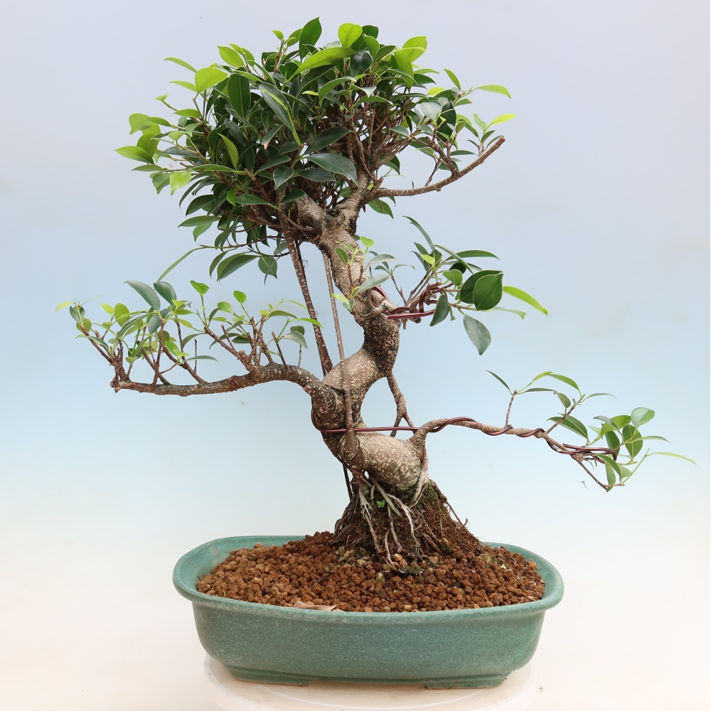 Zimmerbonsai - Ficus kimmen - Kleinblättriger Ficus