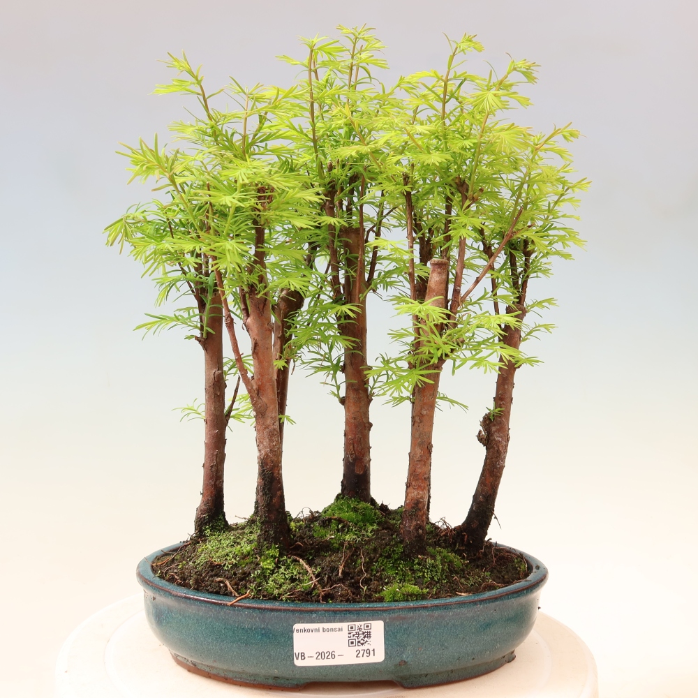 Bonsai für den Außenbereich – Metasequoia glyptostroboides – Chinesische Metasequoia – Wäldchen