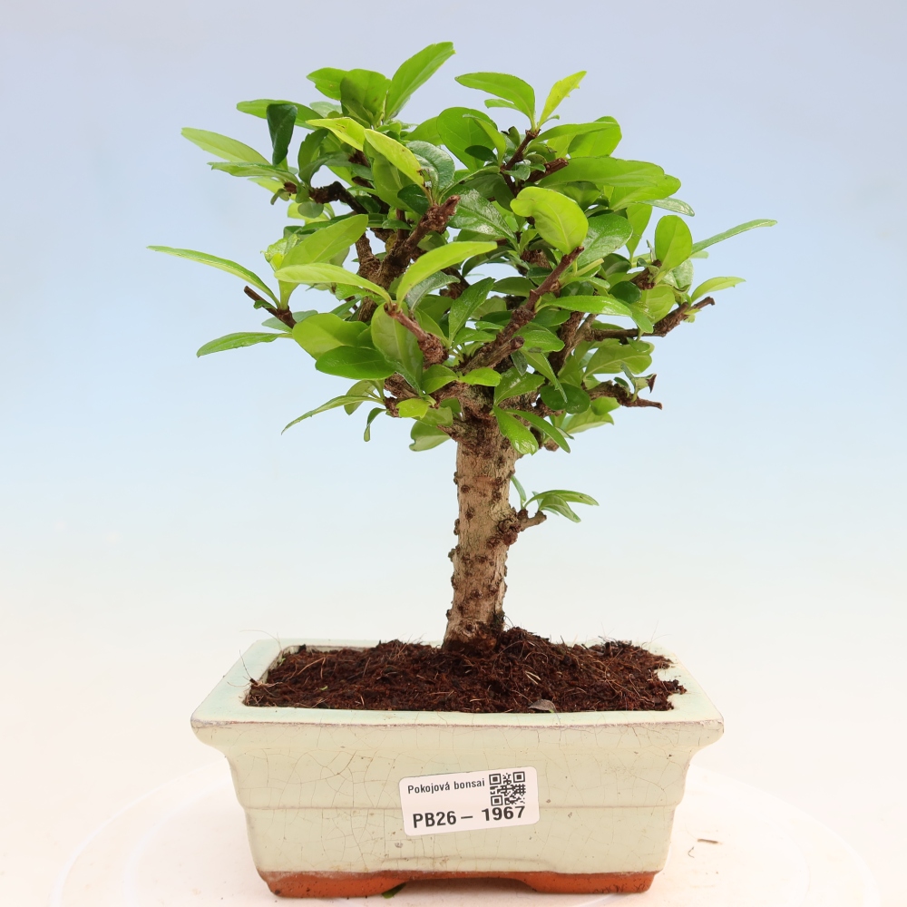 Zimmer-Bonsai - Carmona macrophylla - Tee-Fuki