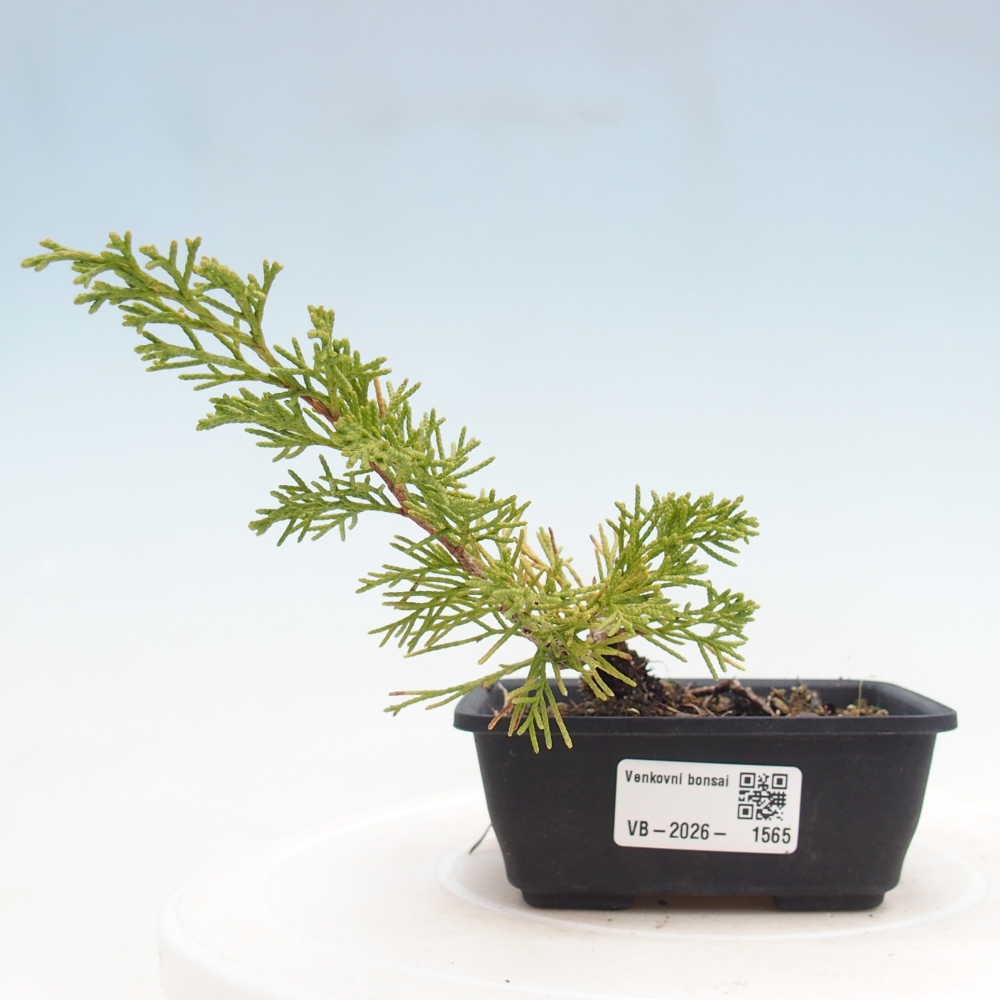 Bonsai für draußen - Juniperus chinensis Itoigawa