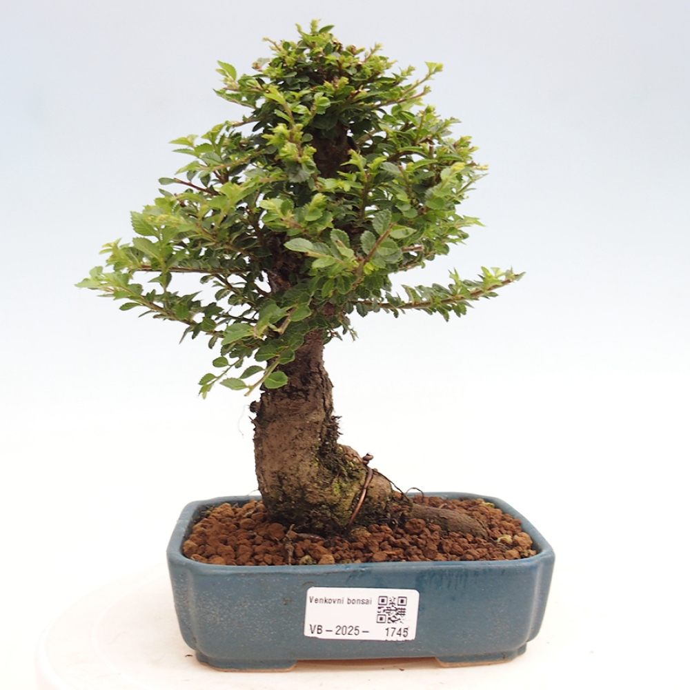 Bonsai für draußen - Ulmus parvifolia Hokkaido - Chinesische Ulme
