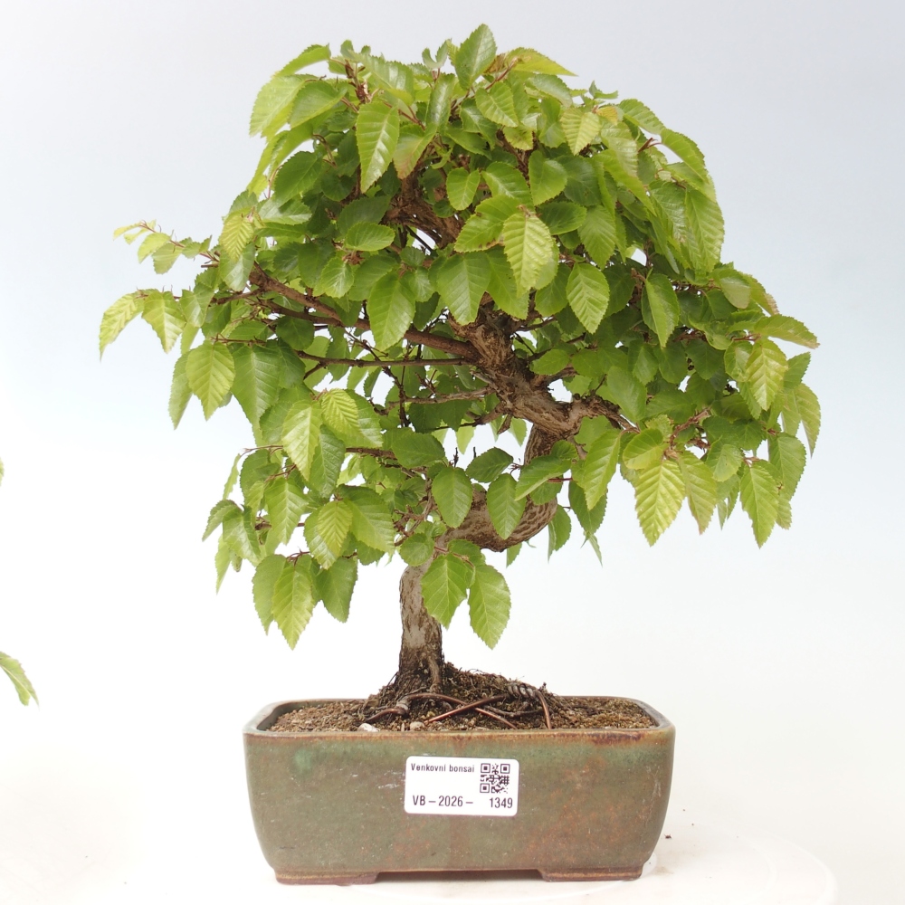 Bonsai für draußen -Carpinus CARPINOIDES - Koreanische Hainbuche
