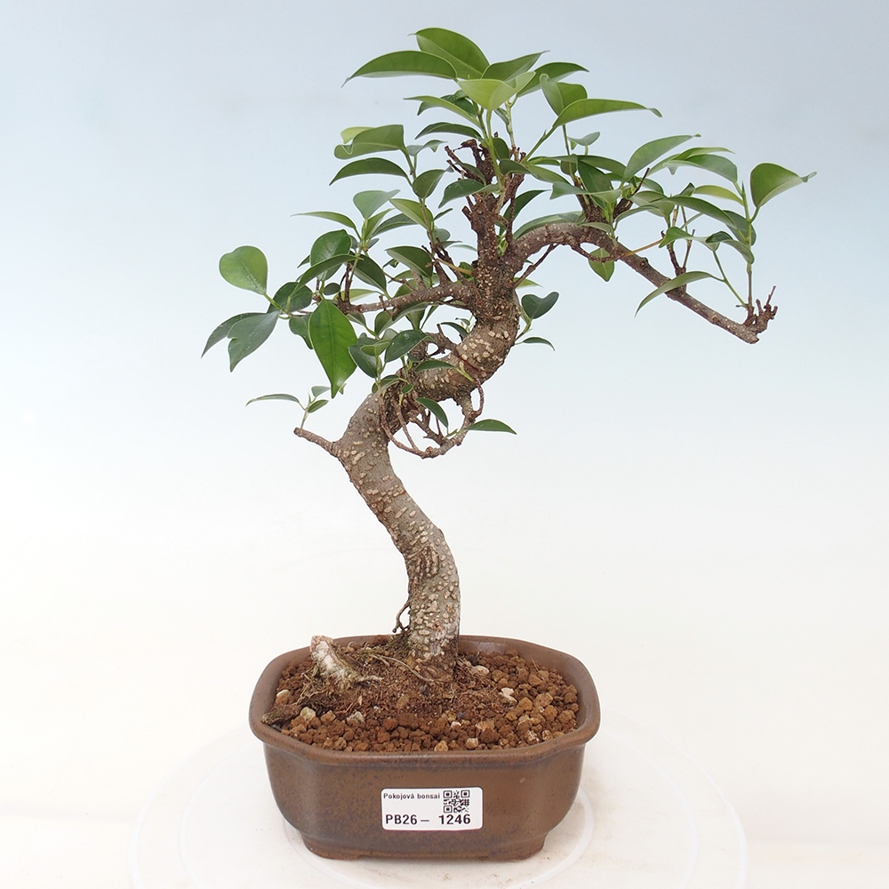 Zimmerbonsai - Ficus retusa - Kleinblättriger Ficus