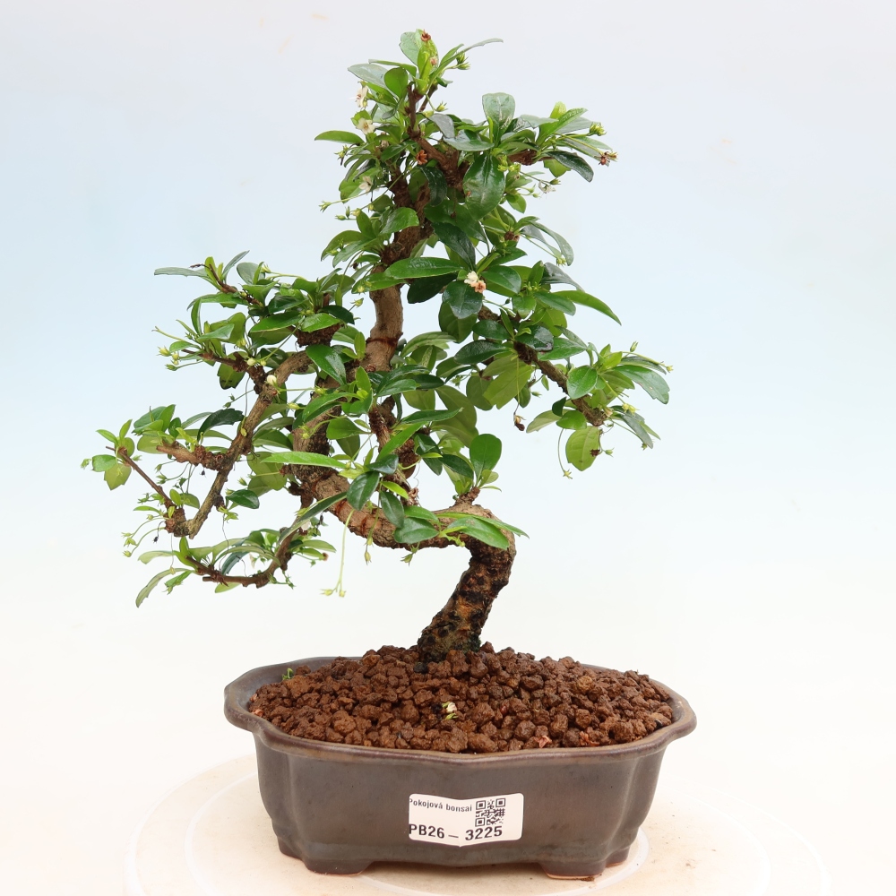 Zimmer-Bonsai - Carmona macrophylla - Tee-Fuki