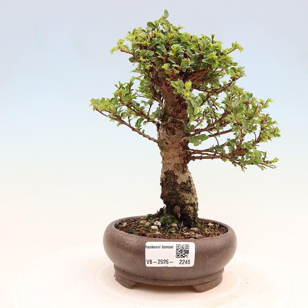Bonsai für draußen - Ulmus parvifolia Sagei - Kleinblättrige Ulme