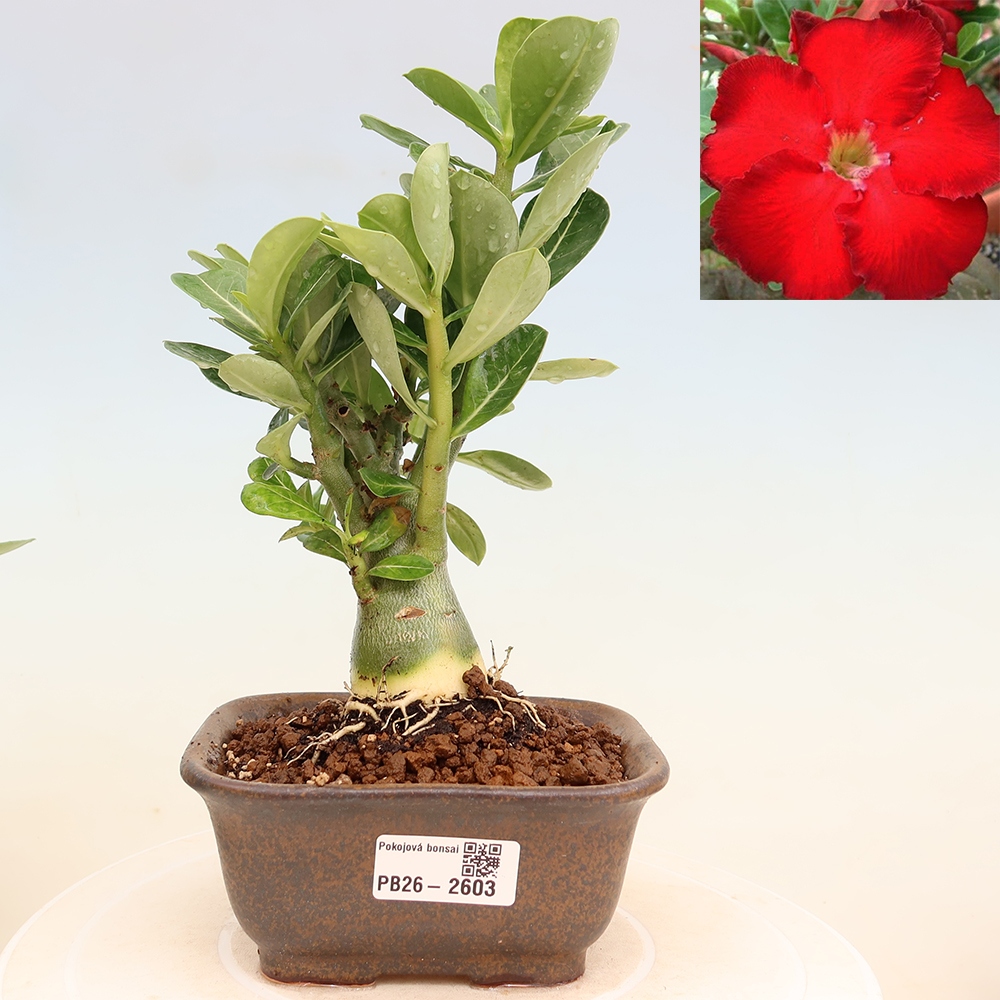 Zimmerbonsai – Adenium obesum „Red Star“ – Wüstenrose