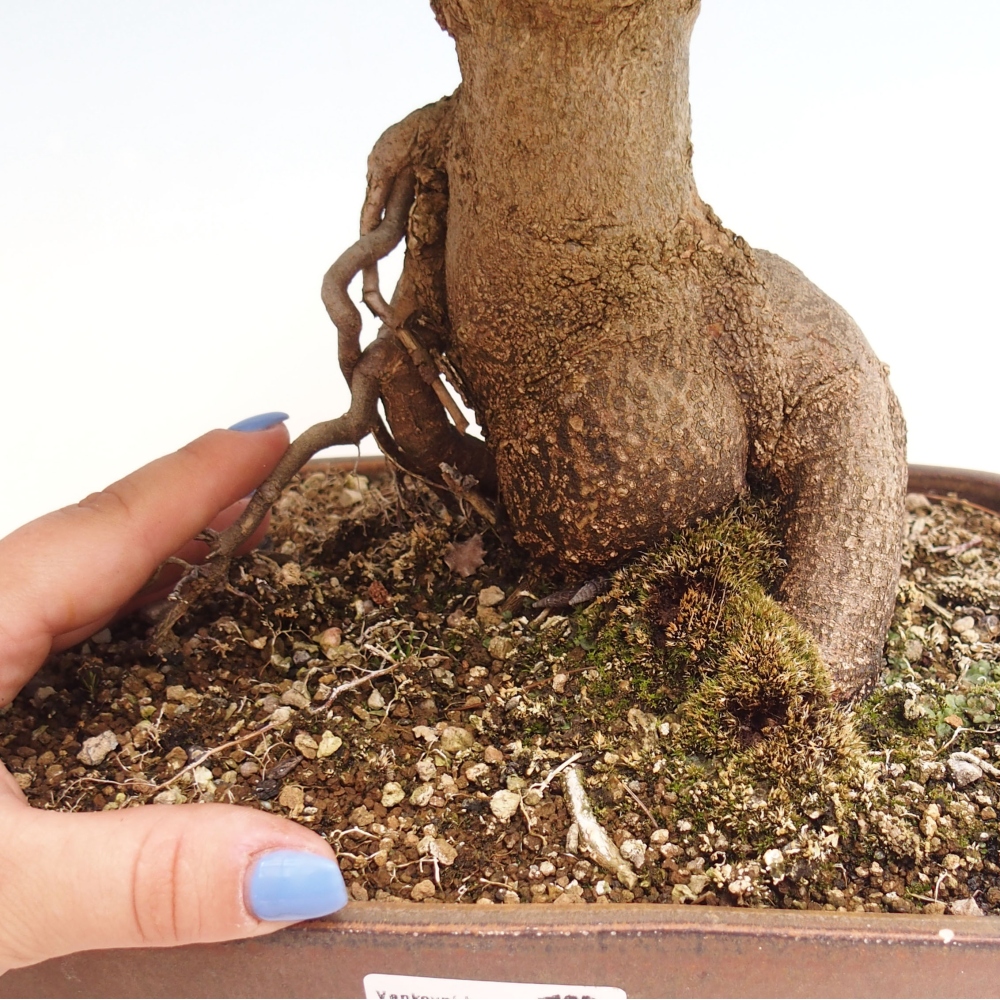 Bonsai für draußen - Acer Buergerianum - Bergahorn