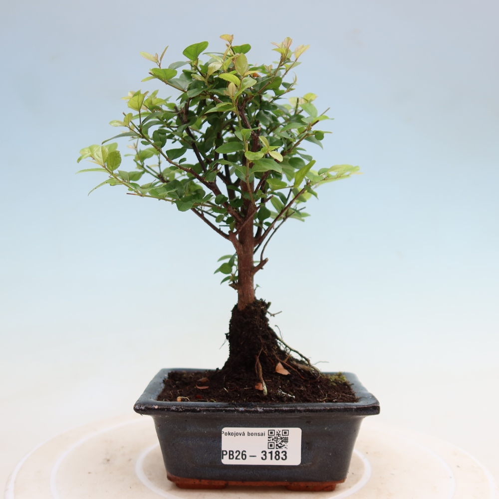 Zimmer Bonsai - Sageretia thea - Sageretia thea