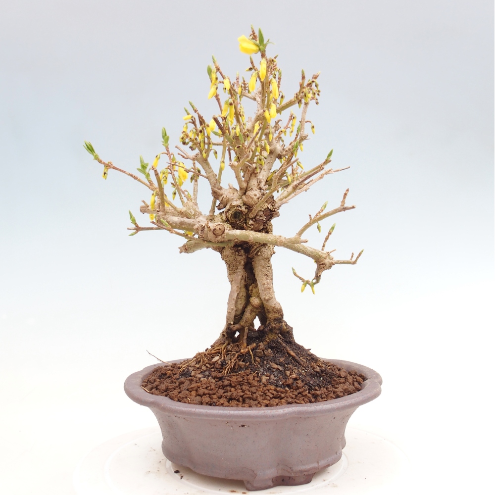 Bonsai für draußen - Zlatice - Forsythia koreana