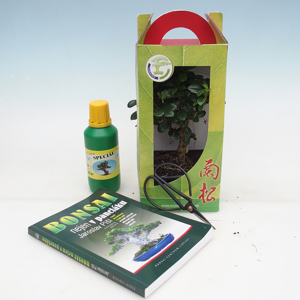 Zimmerbonsai im Geschenkkarton Carmona microphylla - Tee fuki