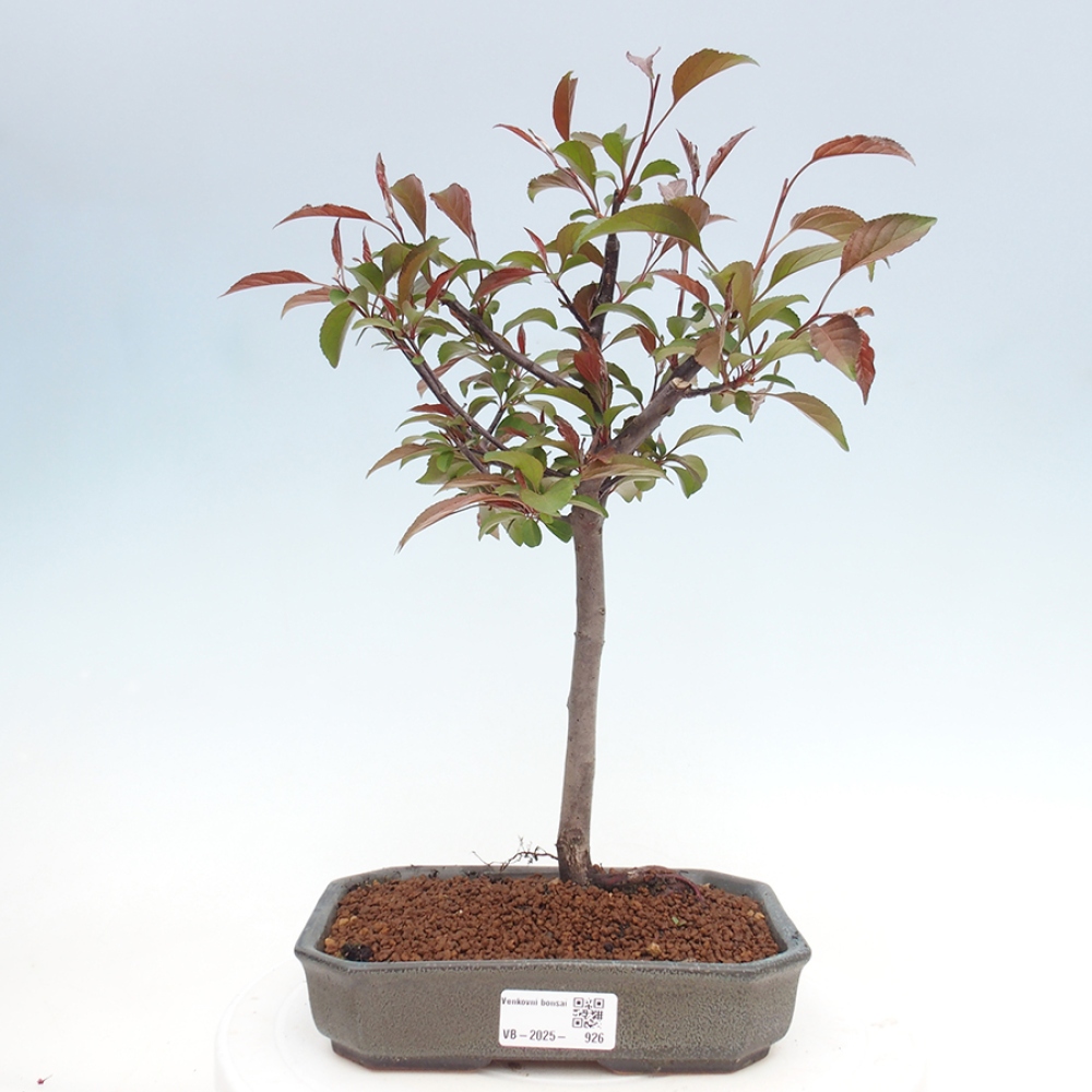 Outdoor-Bonsai -Malus domestica - Kleinfrüchtiger rotblättriger Apfelbaum