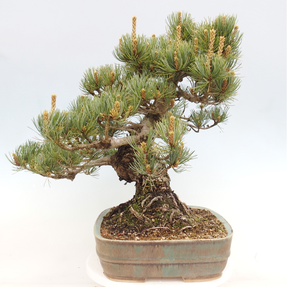 Bonsai für draußen - Pinus parviflora - Pinus parviflora
