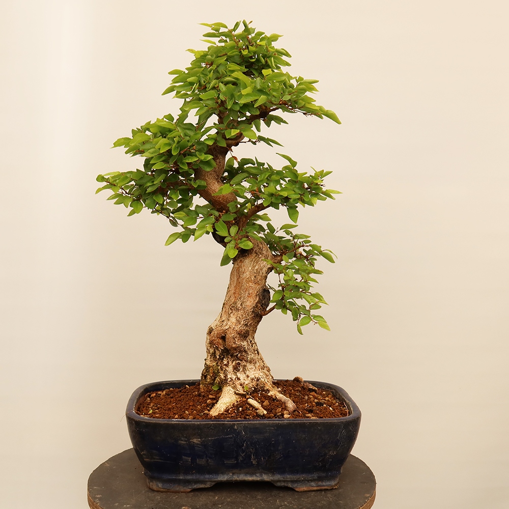 Bonsai für draußen - Karpinus Coreana - Koreanische Hainbuche