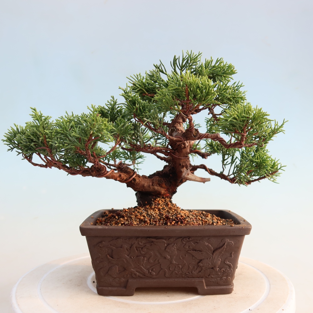 Bonsai für draußen - Juniperus chinensis Itoigawa