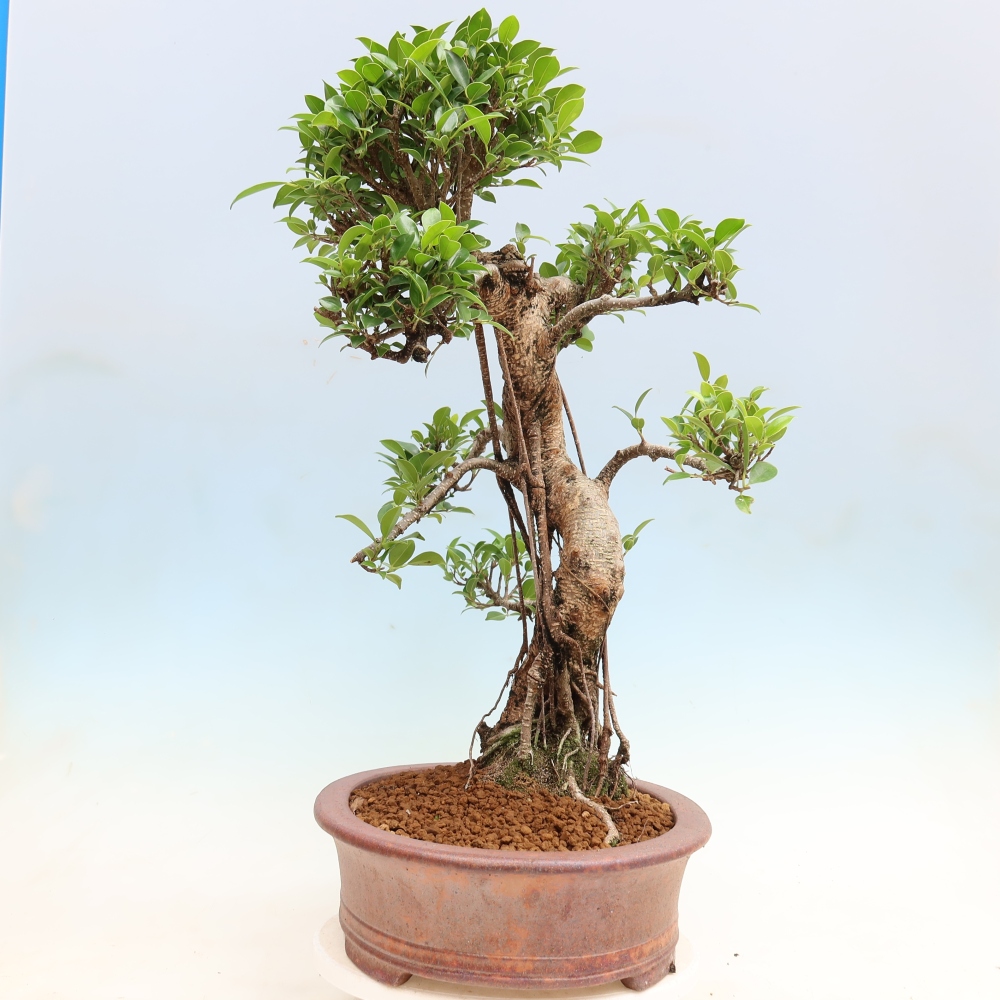 Zimmerbonsai - Ficus kimmen - Kleinblättriger Ficus