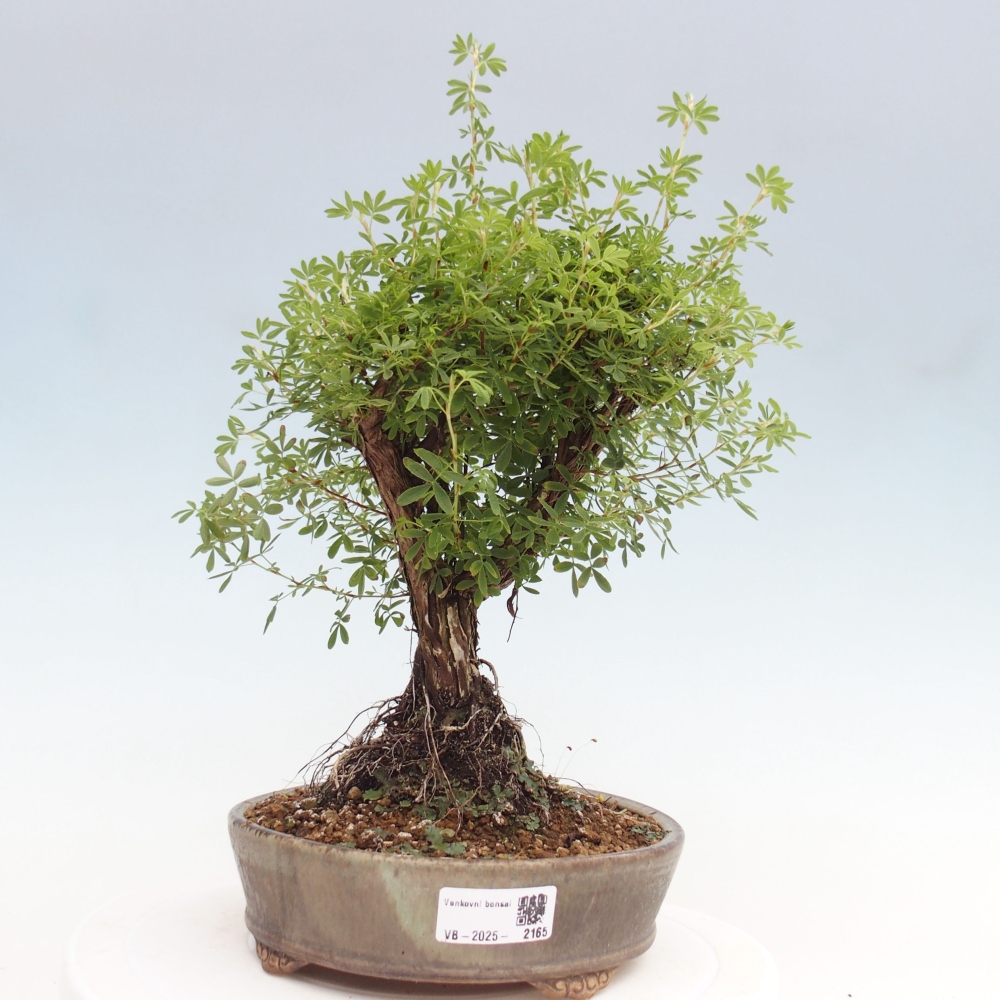 Bonsai für draußen - Potentila fruticosa gelber Vogel