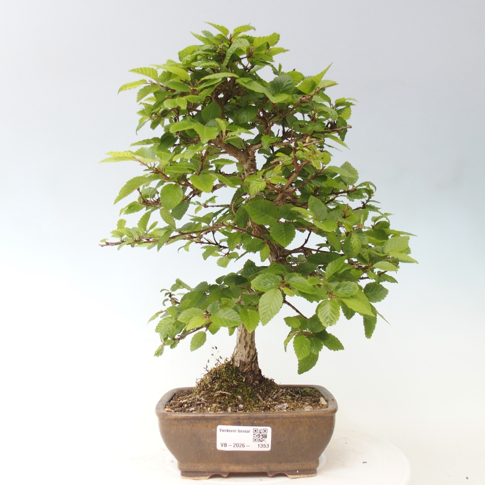 Bonsai für draußen -Carpinus CARPINOIDES - Koreanische Hainbuche