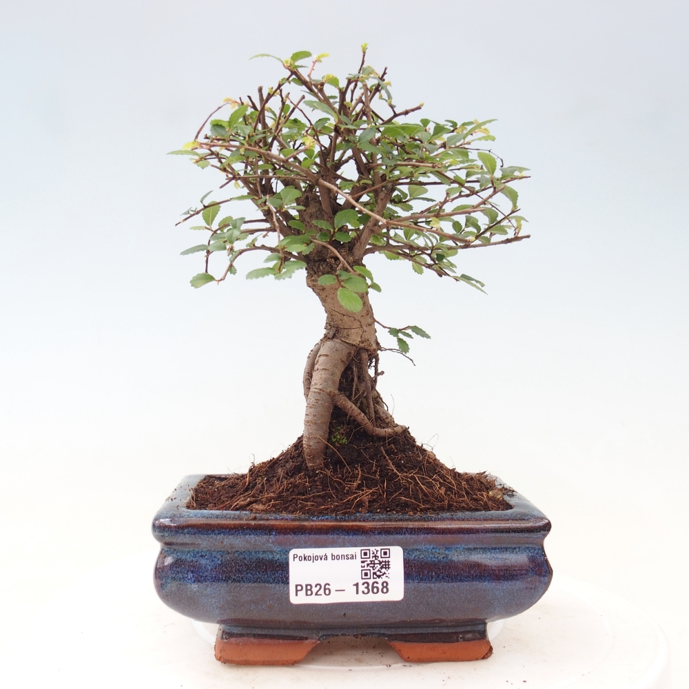 Zimmerbonsai - Ulmus parvifolia - Kleinblättrige Ulme