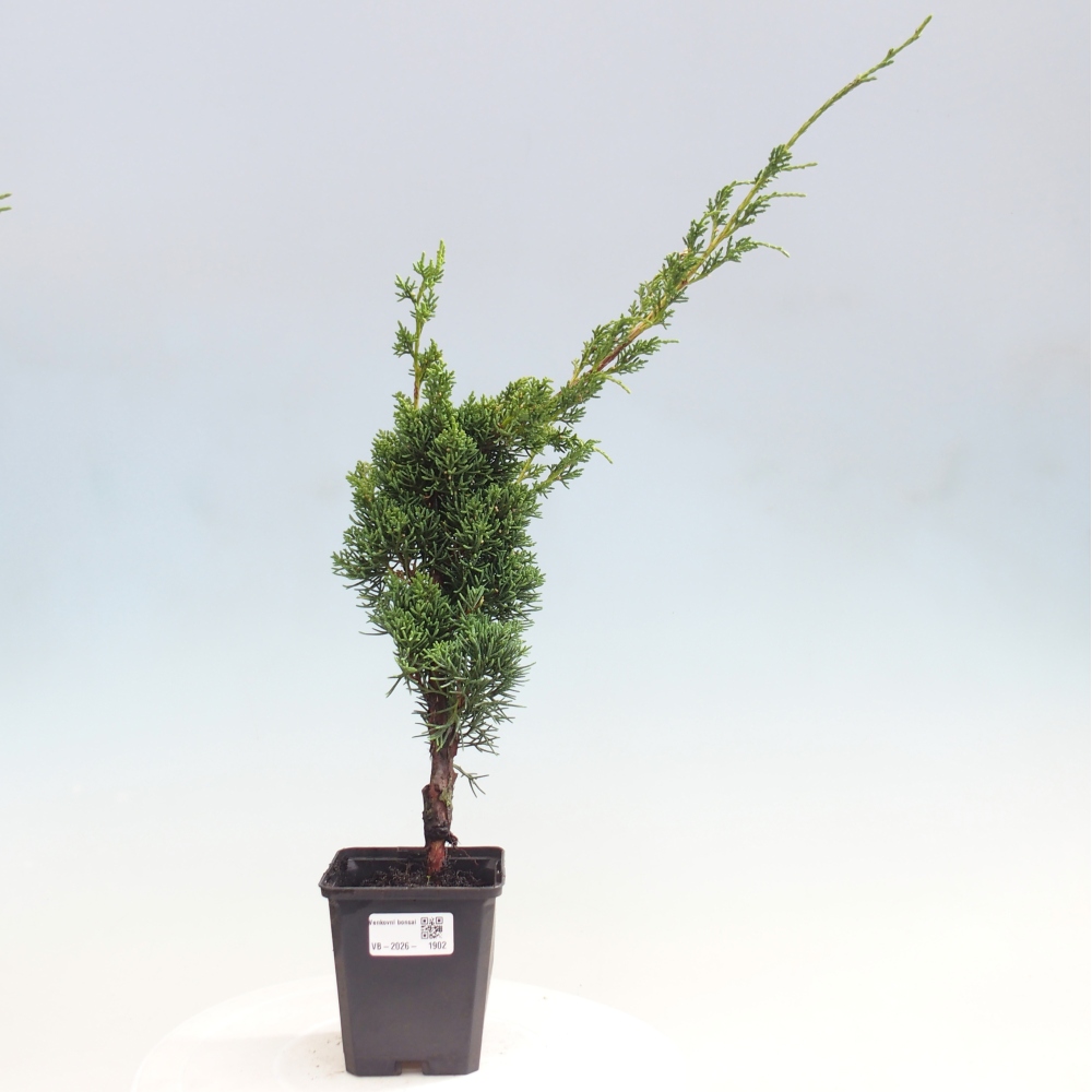 Bonsai für draußen - Juniperus chinensis Kishu