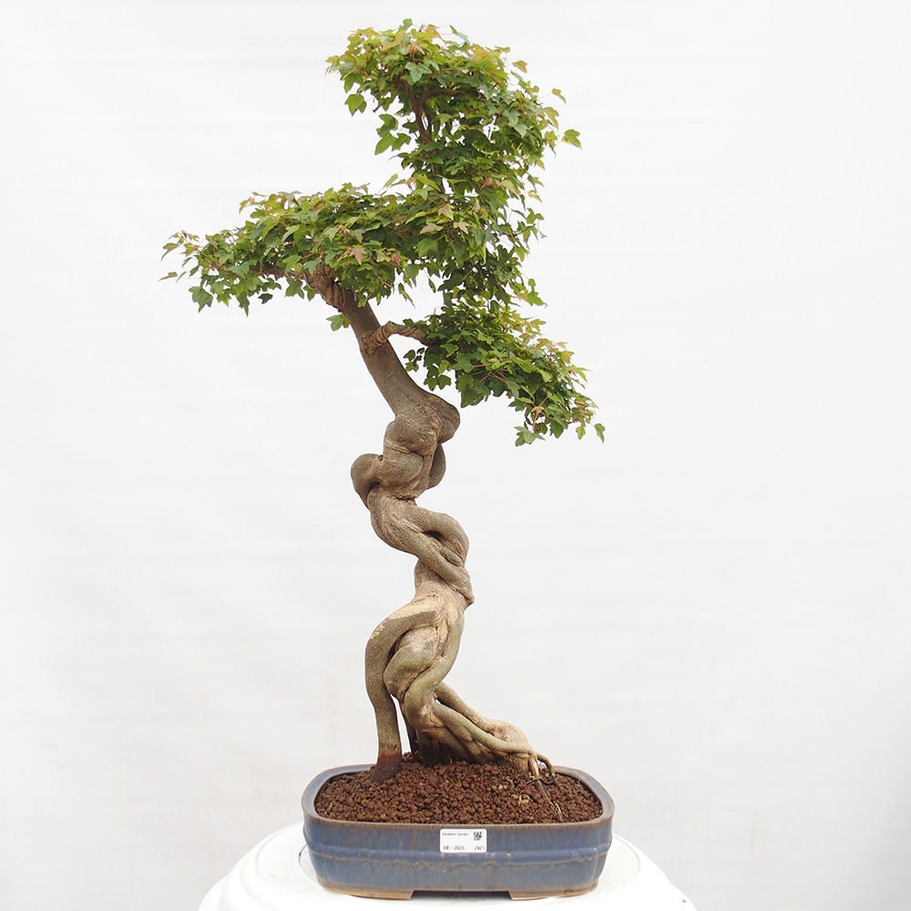 Bonsai für draußen - Acer Buergerianum - Bergahorn