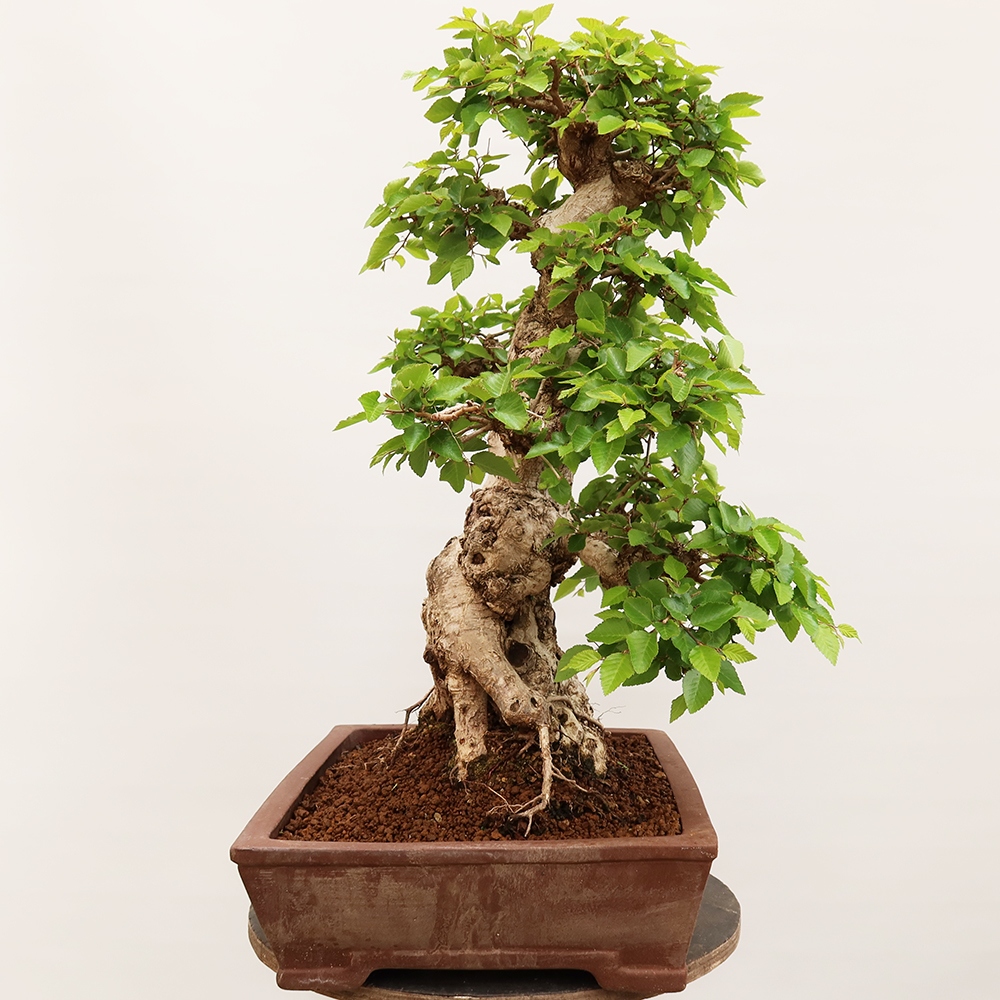 Bonsai für draußen - Karpinus Coreana - Koreanische Hainbuche