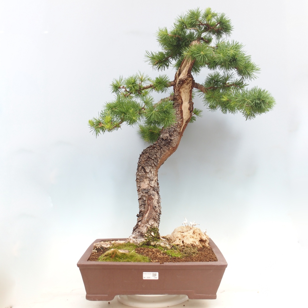 Bonsai für draußen -Larix decidua - Lärche