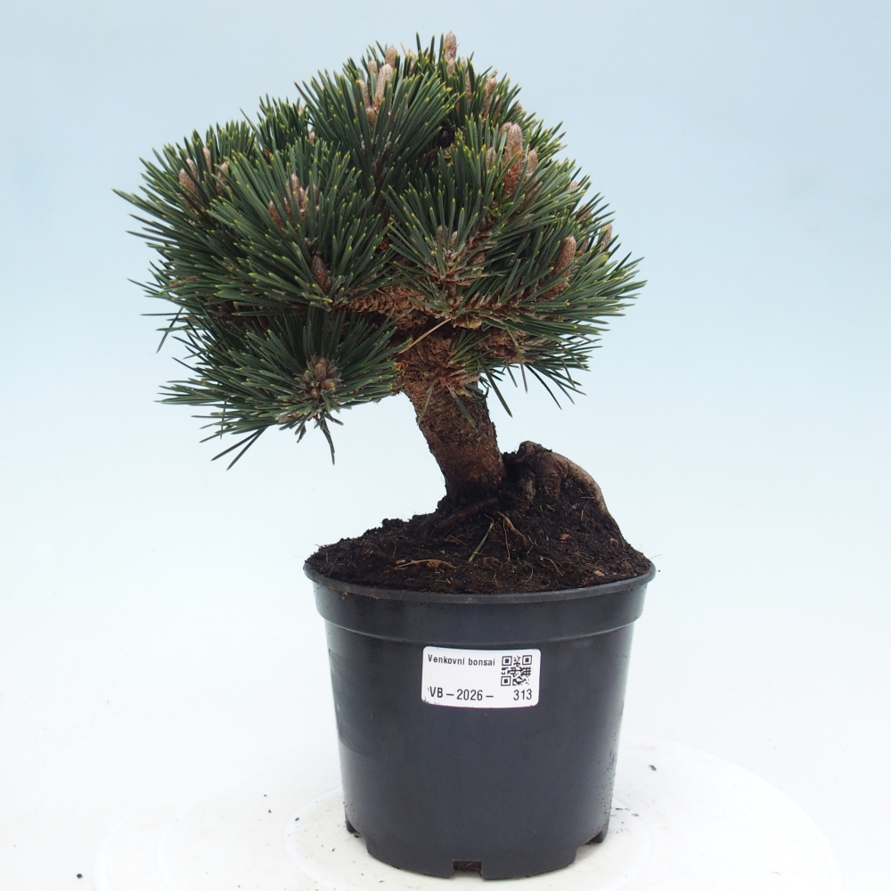 Bonsai für draußen - Pinus thunbergii senjyumaru - Thunberg-Kiefer