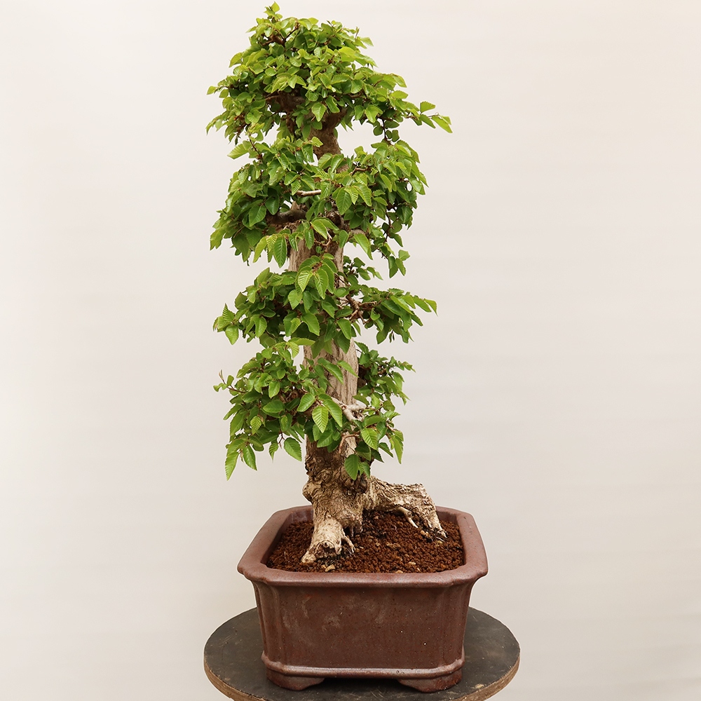 Bonsai für draußen - Karpinus Coreana - Koreanische Hainbuche