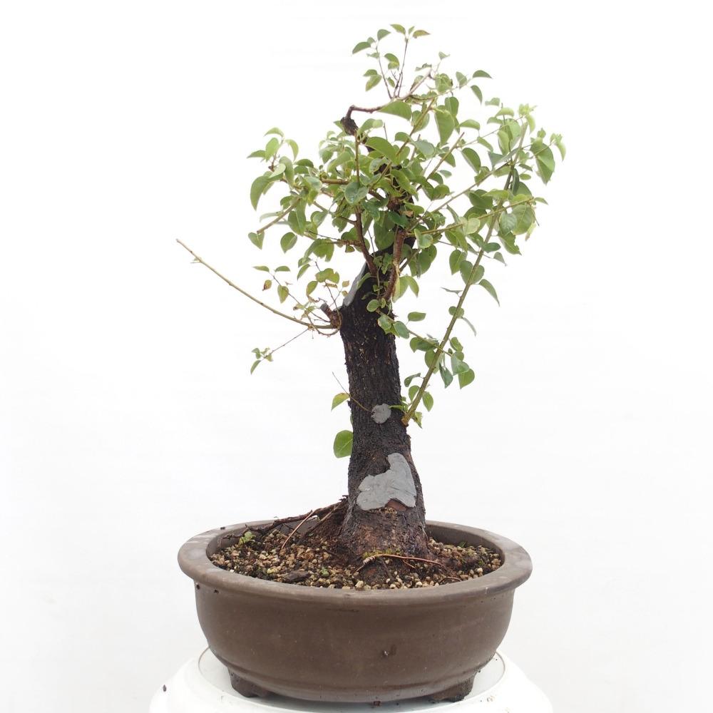 Bonsai für draußen - Mahalebka - Prunus mahaleb