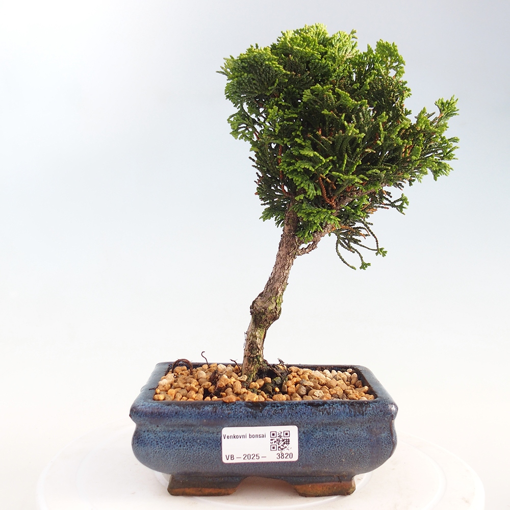 Bonsai für draußen - Cham.pis obtusa Nana Gracilis - Zypresse